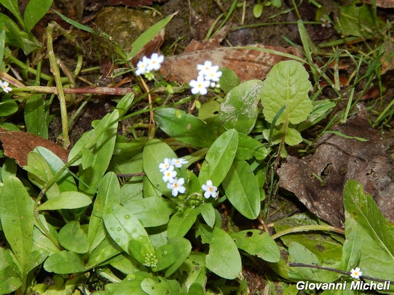 Myosotis scorpioides / Nontiscordardime palustre